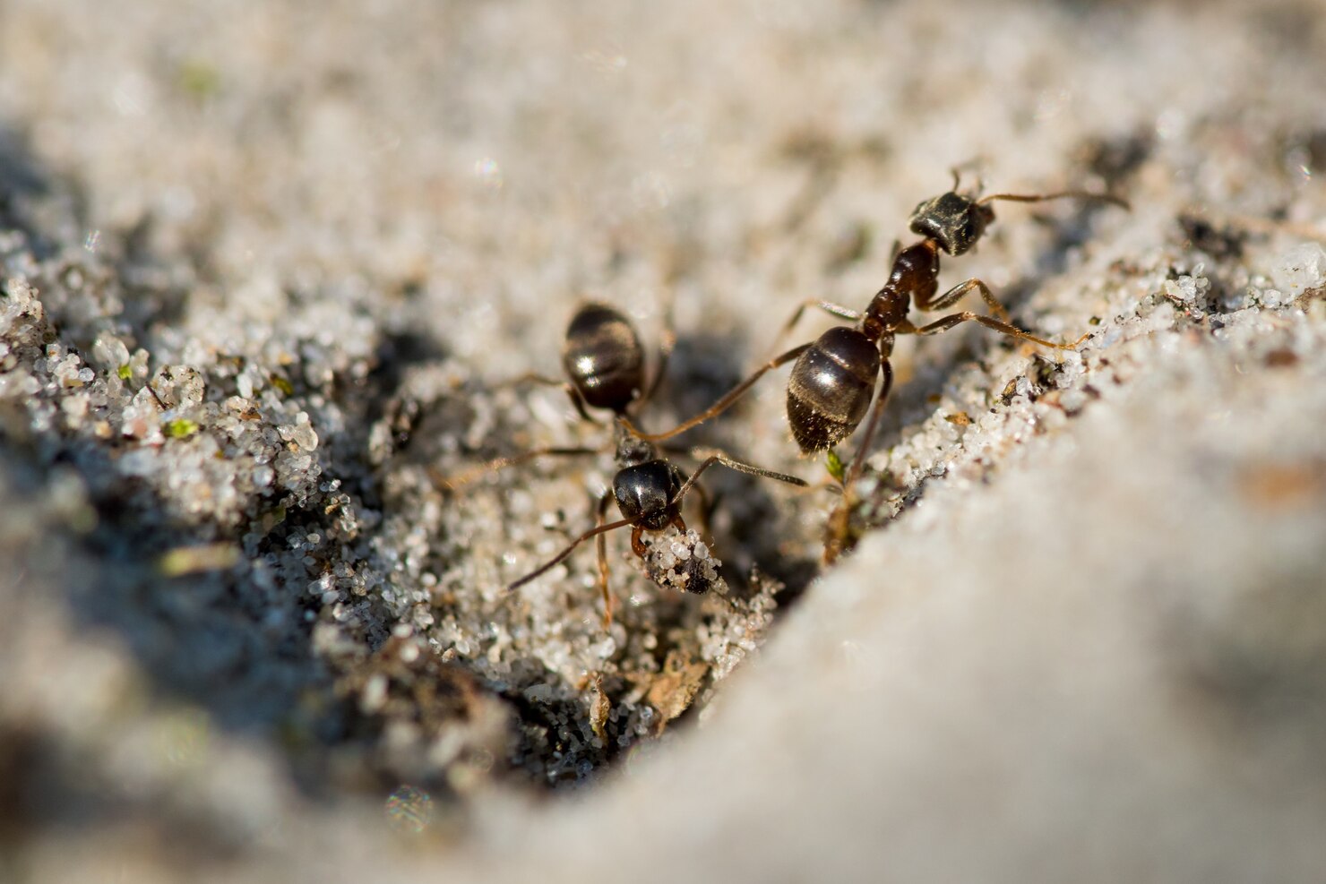 ant control1