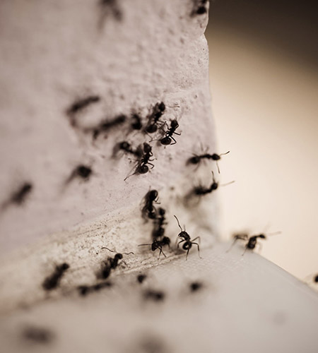 ant controlh