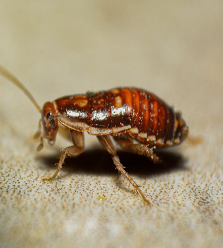 bedbug 1h
