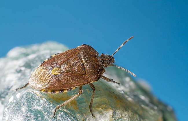 bedbugluke 1