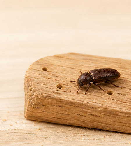 borer2