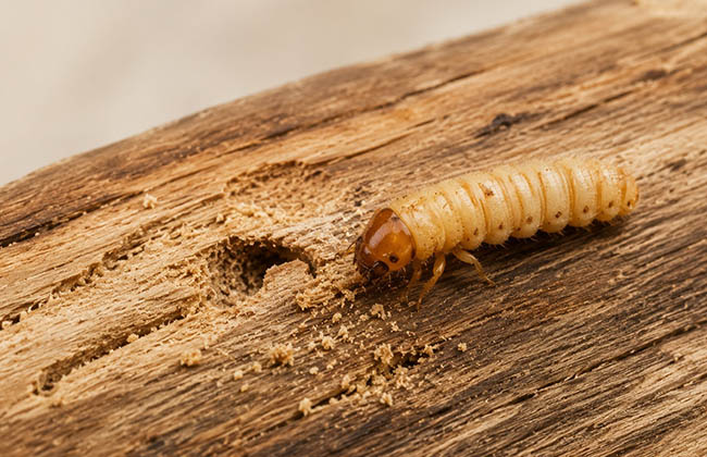 borer luke1