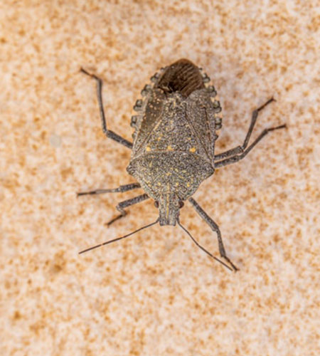 carpetpesth1