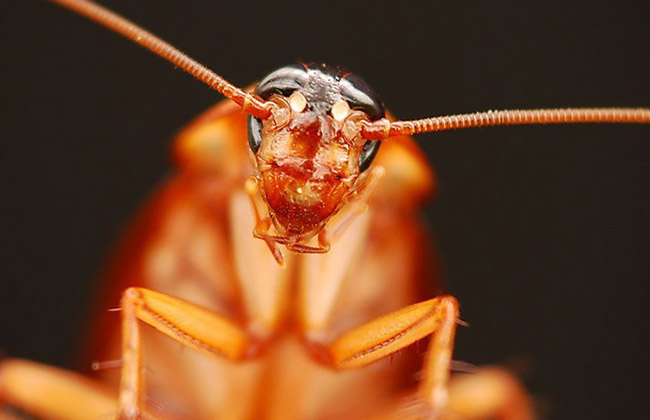 cockroachebanner1