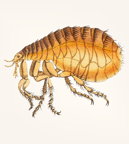 fleas1