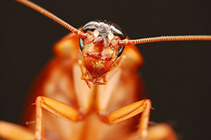 luke cockroach