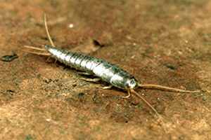 luke silverfish