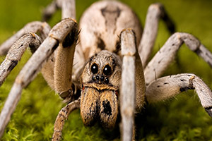 luke spider1