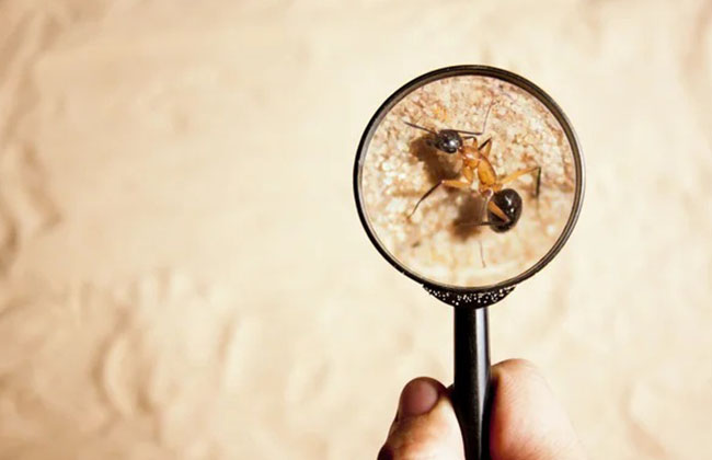 pest inspectionw1