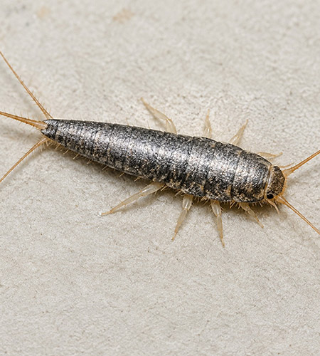 silverfish1