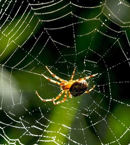 spider1h