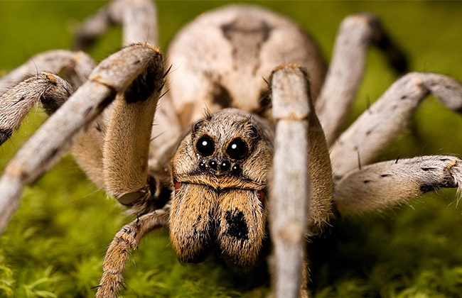 spiderbann