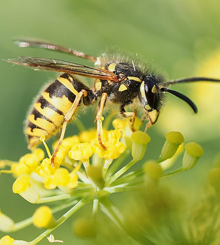 wasp1